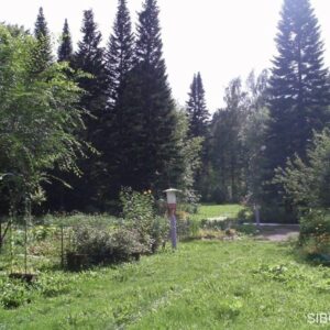 Дендросад в районе Старого скита